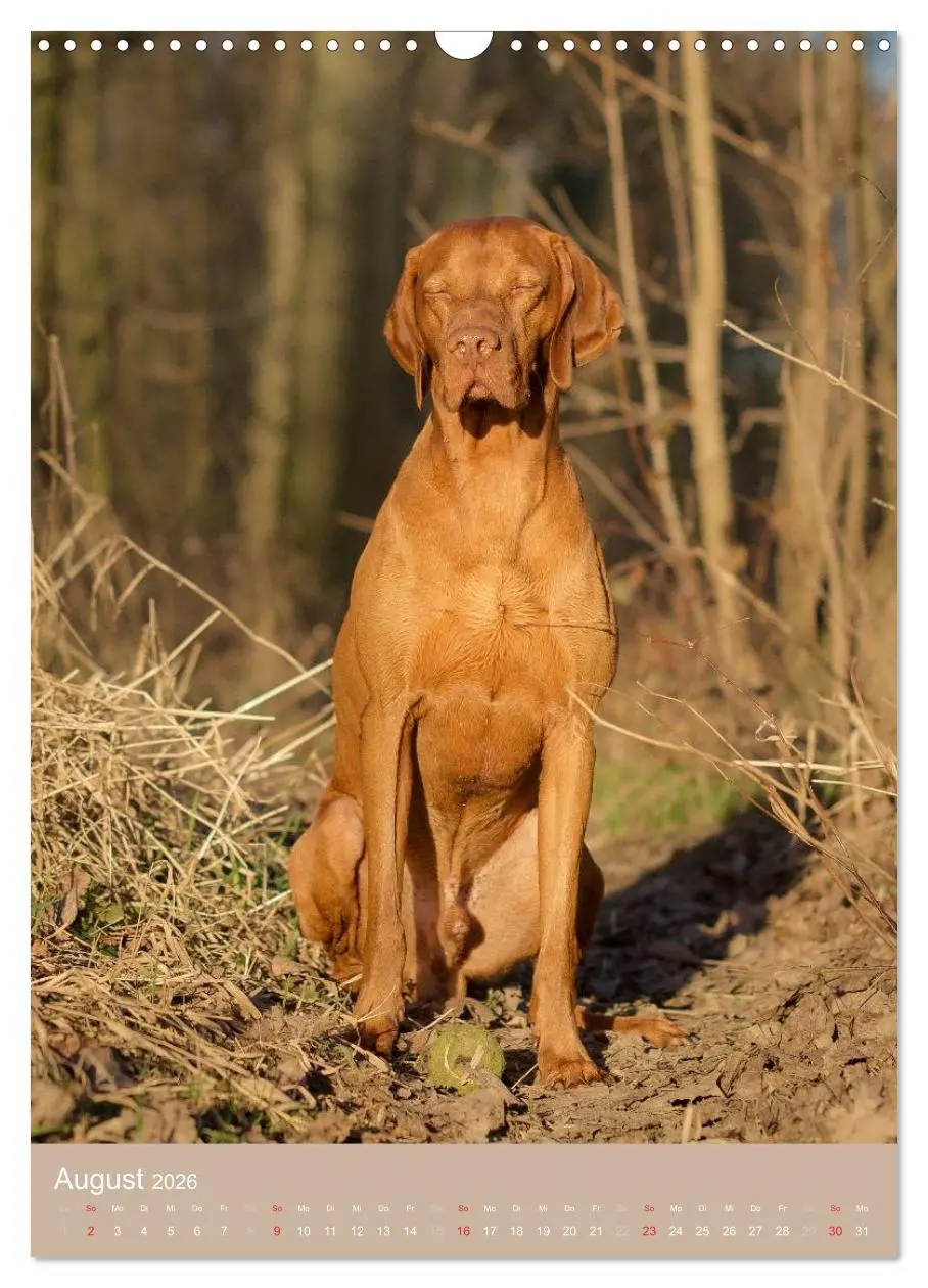 Bild: 9783516430615 | Magyar Vizsla im Portrait (Wandkalender 2026 DIN A3 hoch), CALVENDO...