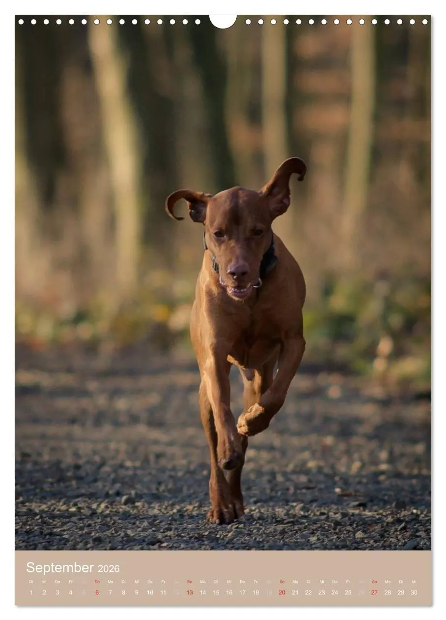 Bild: 9783516430615 | Magyar Vizsla im Portrait (Wandkalender 2026 DIN A3 hoch), CALVENDO...