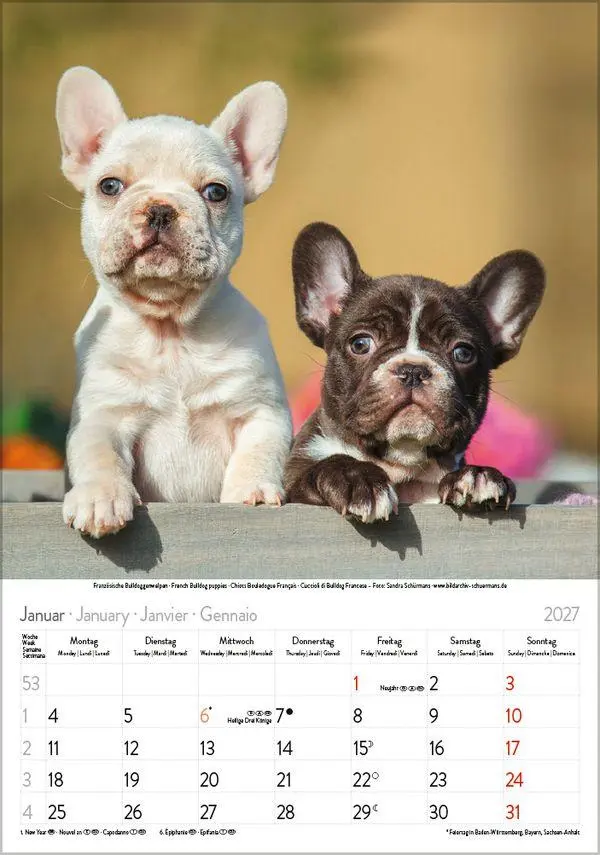 Bild: 9783819300615 | Hunde 2027 | Wandkalender mit Fotos von Hunden. Format 23,5 x 33,5 cm.