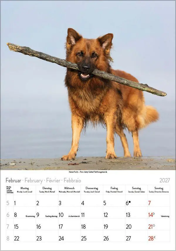 Bild: 9783819300615 | Hunde 2027 | Wandkalender mit Fotos von Hunden. Format 23,5 x 33,5 cm.
