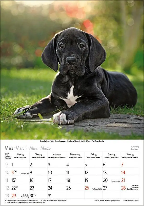 Bild: 9783819300615 | Hunde 2027 | Wandkalender mit Fotos von Hunden. Format 23,5 x 33,5 cm.