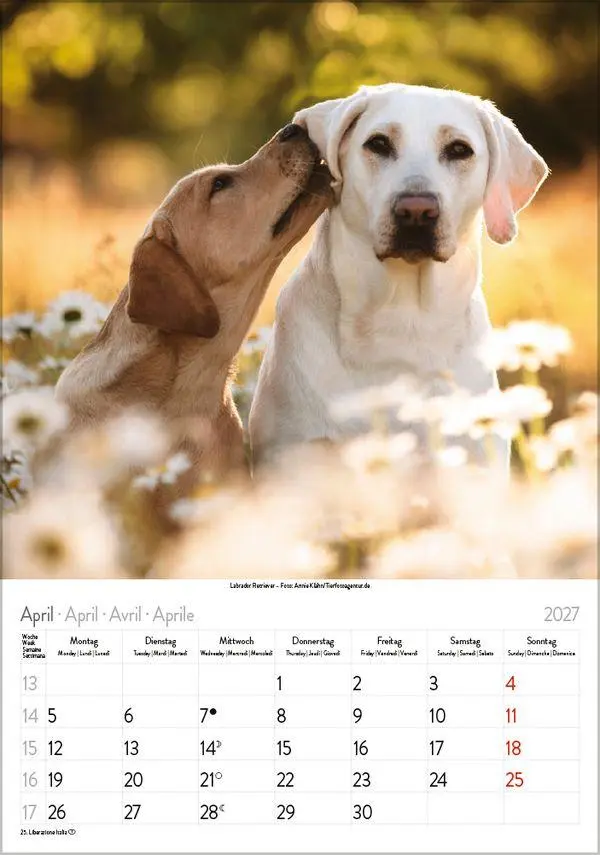 Bild: 9783819300615 | Hunde 2027 | Wandkalender mit Fotos von Hunden. Format 23,5 x 33,5 cm.