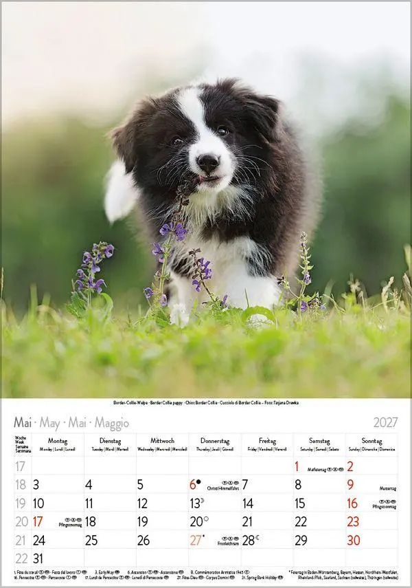 Bild: 9783819300615 | Hunde 2027 | Wandkalender mit Fotos von Hunden. Format 23,5 x 33,5 cm.