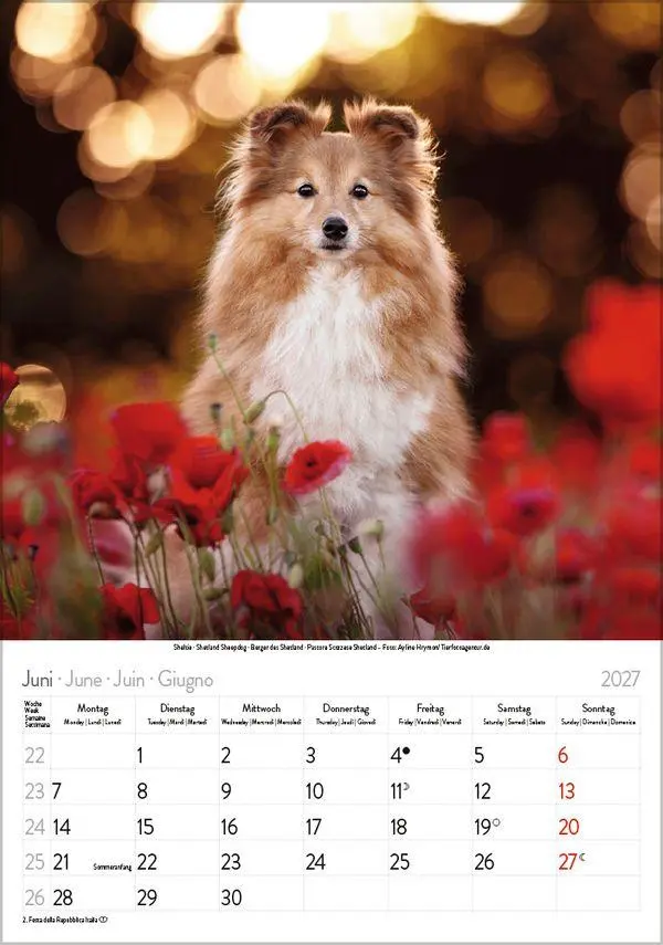Bild: 9783819300615 | Hunde 2027 | Wandkalender mit Fotos von Hunden. Format 23,5 x 33,5 cm.