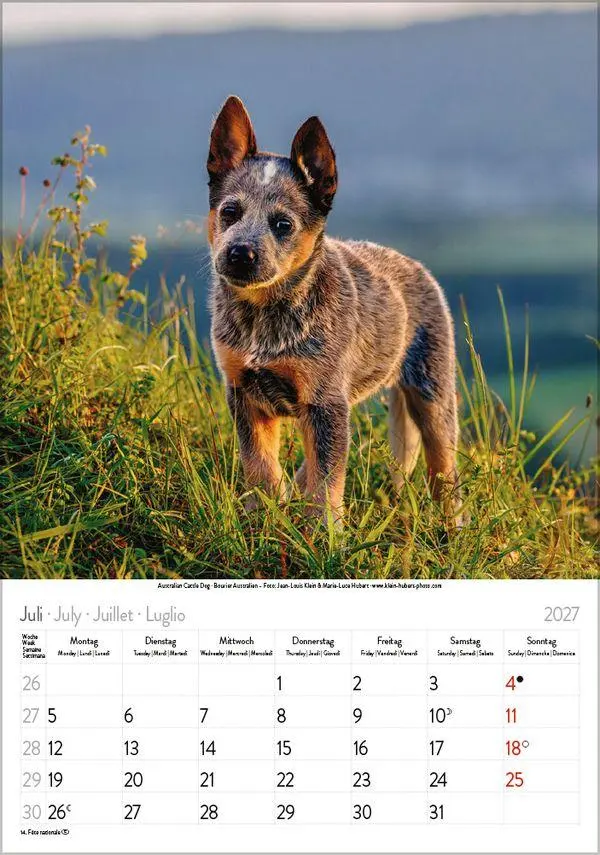 Bild: 9783819300615 | Hunde 2027 | Wandkalender mit Fotos von Hunden. Format 23,5 x 33,5 cm.