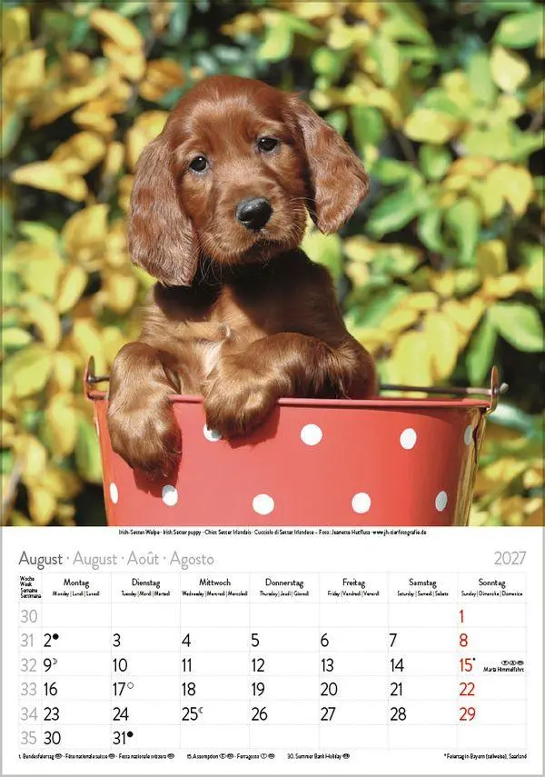 Bild: 9783819300615 | Hunde 2027 | Wandkalender mit Fotos von Hunden. Format 23,5 x 33,5 cm.