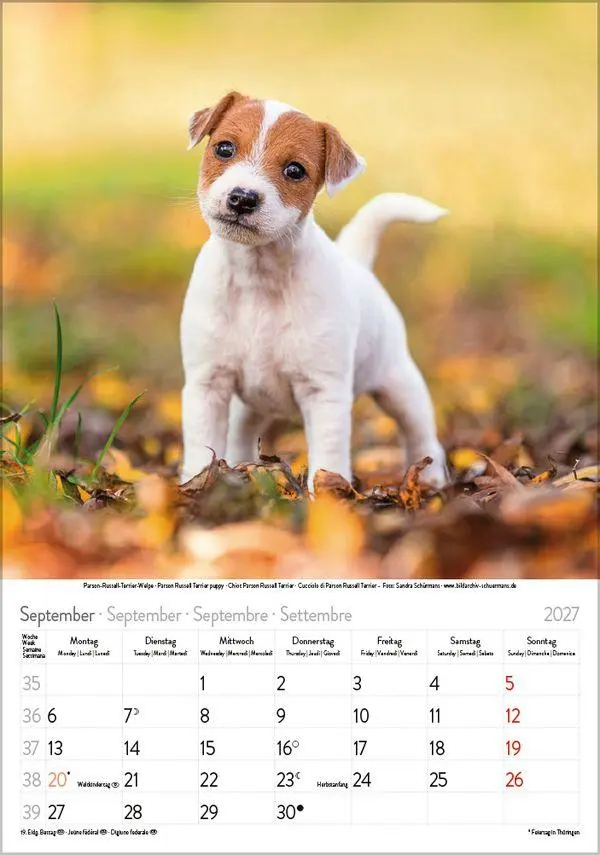 Bild: 9783819300615 | Hunde 2027 | Wandkalender mit Fotos von Hunden. Format 23,5 x 33,5 cm.