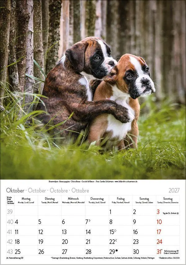 Bild: 9783819300615 | Hunde 2027 | Wandkalender mit Fotos von Hunden. Format 23,5 x 33,5 cm.