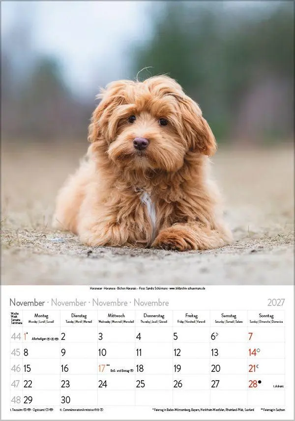 Bild: 9783819300615 | Hunde 2027 | Wandkalender mit Fotos von Hunden. Format 23,5 x 33,5 cm.