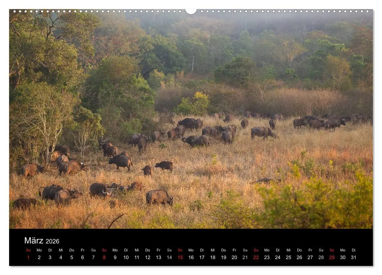 Bild: 9783516030815 | Wunderschönes Südafrika (Wandkalender 2026 DIN A2 quer), CALVENDO...