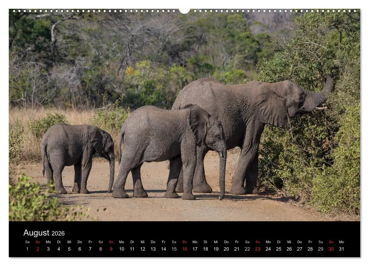Bild: 9783516030815 | Wunderschönes Südafrika (Wandkalender 2026 DIN A2 quer), CALVENDO...