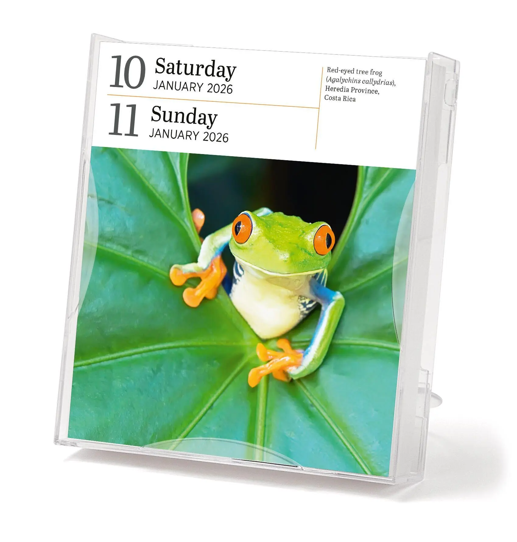 Bild: 9781523530915 | Audubon Nature Page-A-Day(r) Gallery Calendar 2026 | Workman Calendars