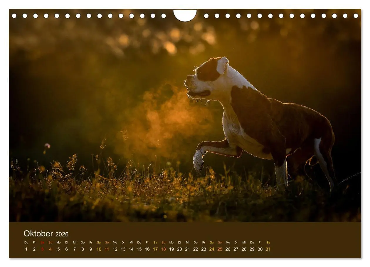 Bild: 9783457550915 | Der Boxer, der beste Hund der Welt (Wandkalender 2026 DIN A4 quer),...