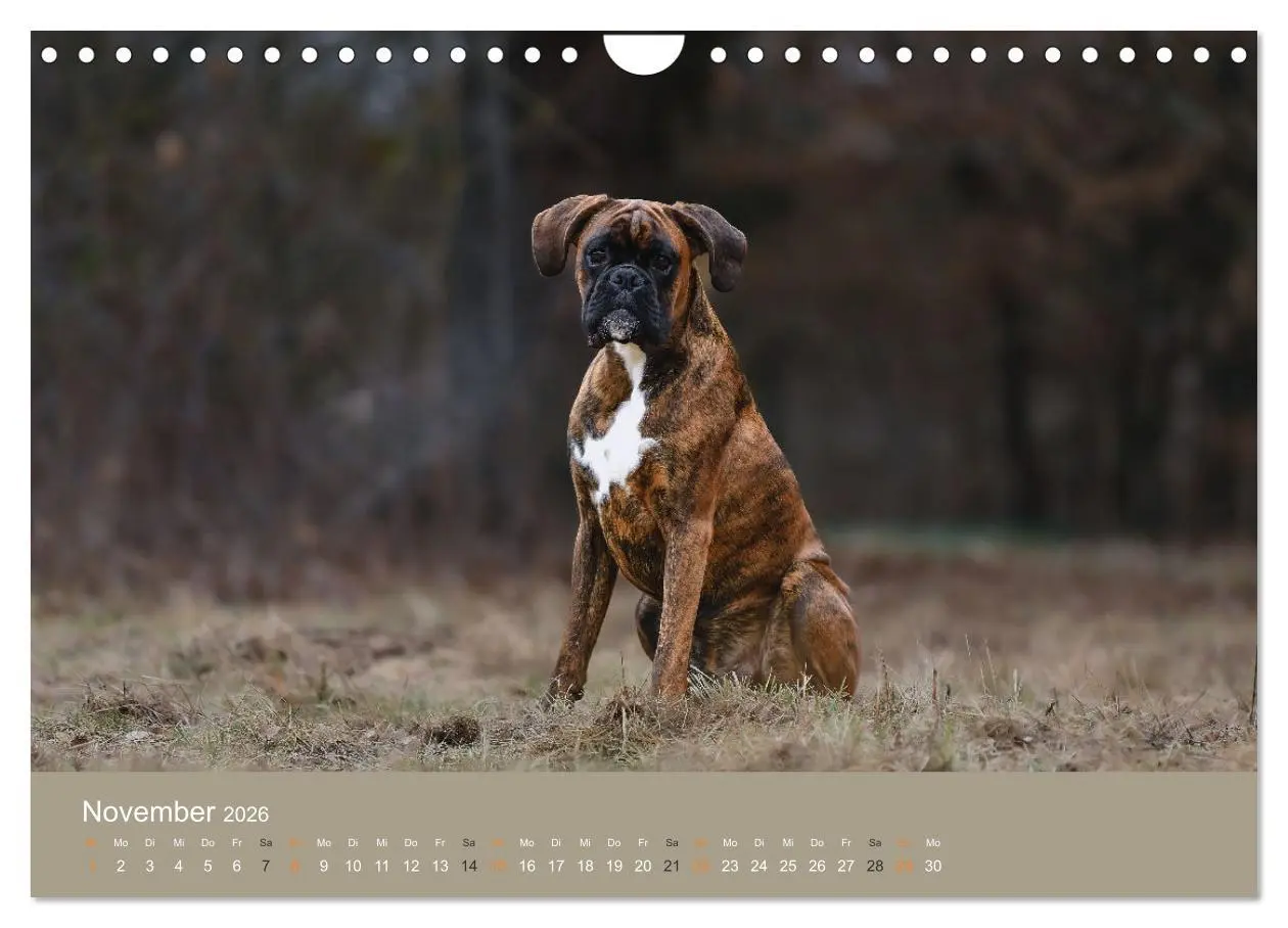 Bild: 9783457550915 | Der Boxer, der beste Hund der Welt (Wandkalender 2026 DIN A4 quer),...