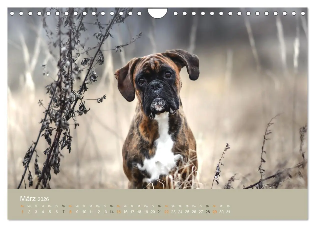 Bild: 9783457550915 | Der Boxer, der beste Hund der Welt (Wandkalender 2026 DIN A4 quer),...