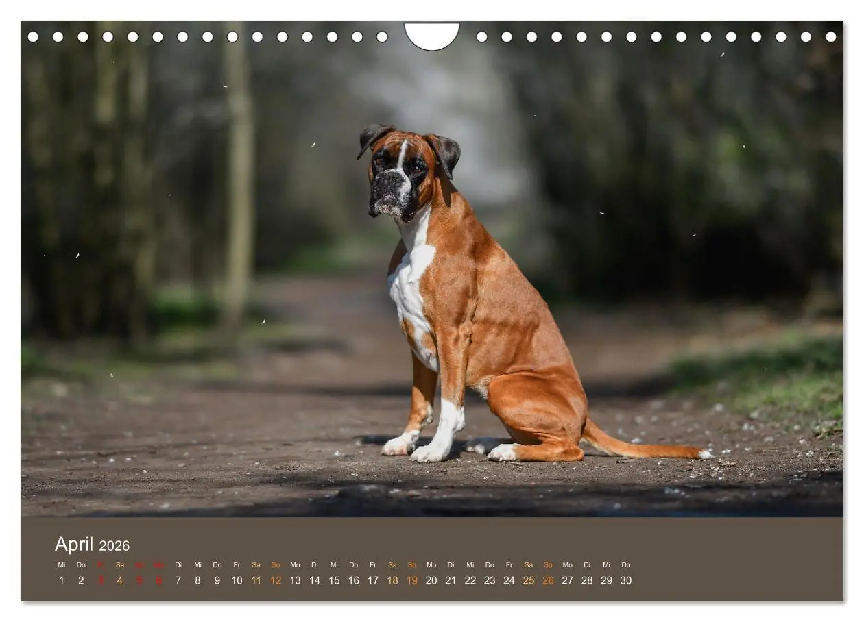 Bild: 9783457550915 | Der Boxer, der beste Hund der Welt (Wandkalender 2026 DIN A4 quer),...