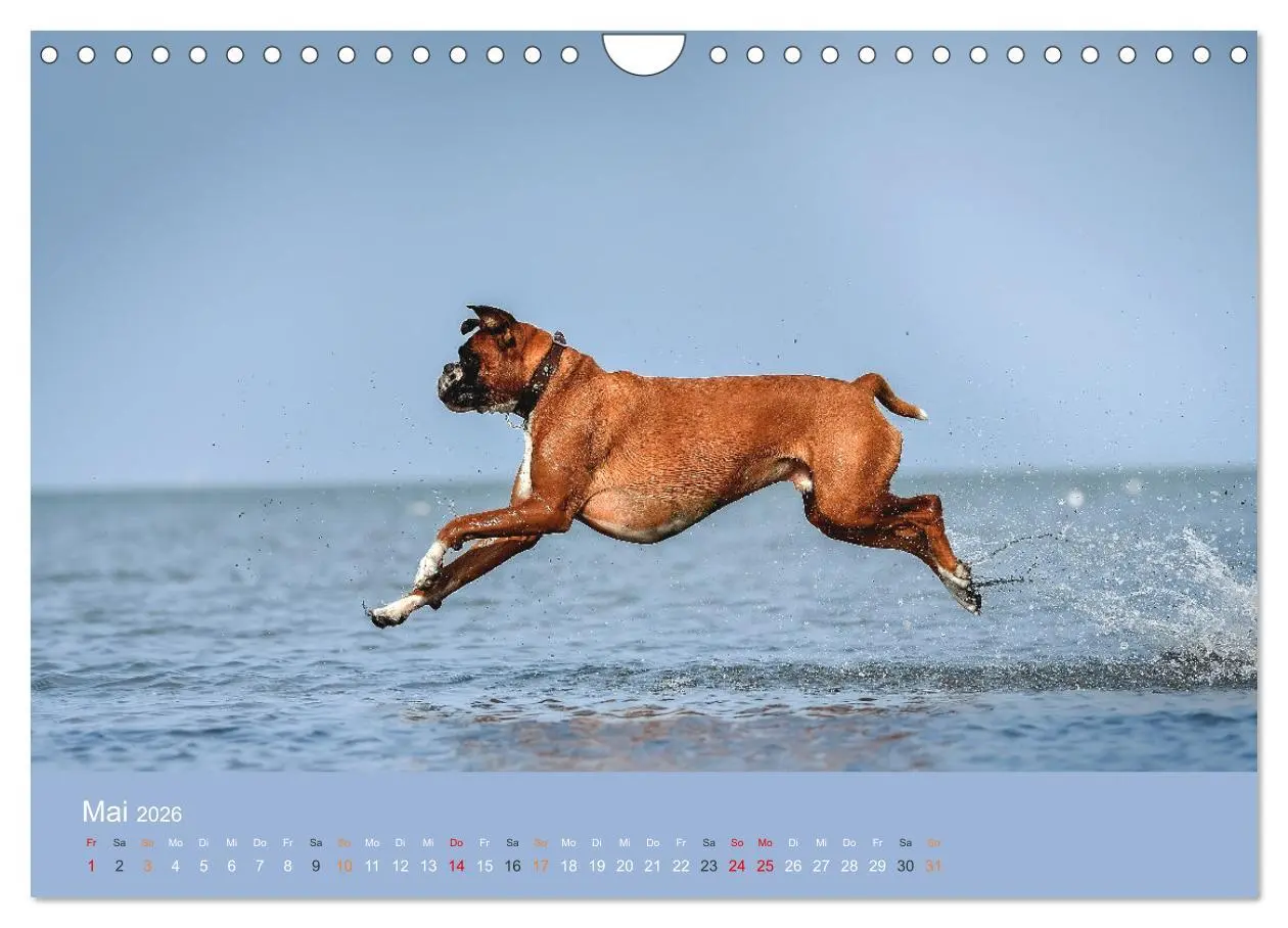 Bild: 9783457550915 | Der Boxer, der beste Hund der Welt (Wandkalender 2026 DIN A4 quer),...