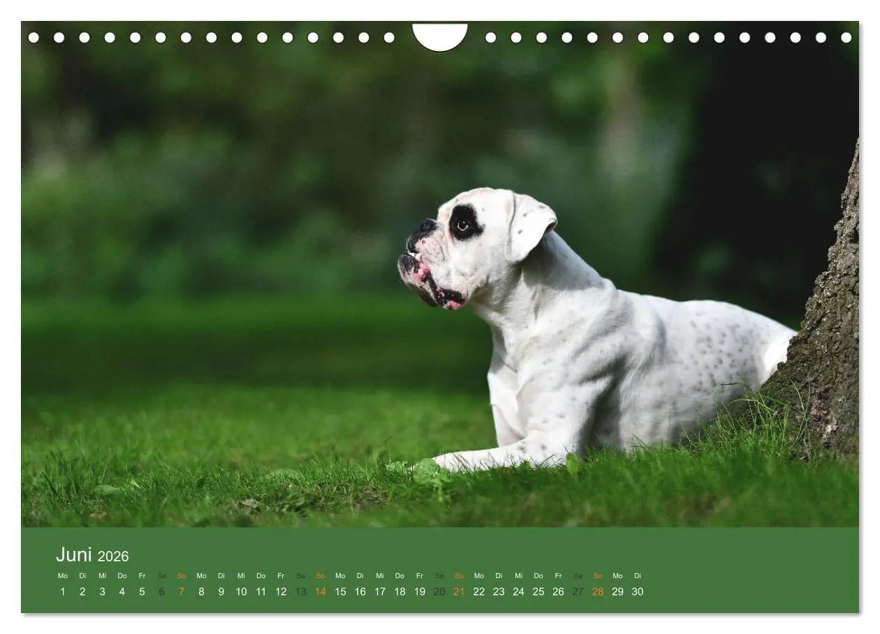 Bild: 9783457550915 | Der Boxer, der beste Hund der Welt (Wandkalender 2026 DIN A4 quer),...
