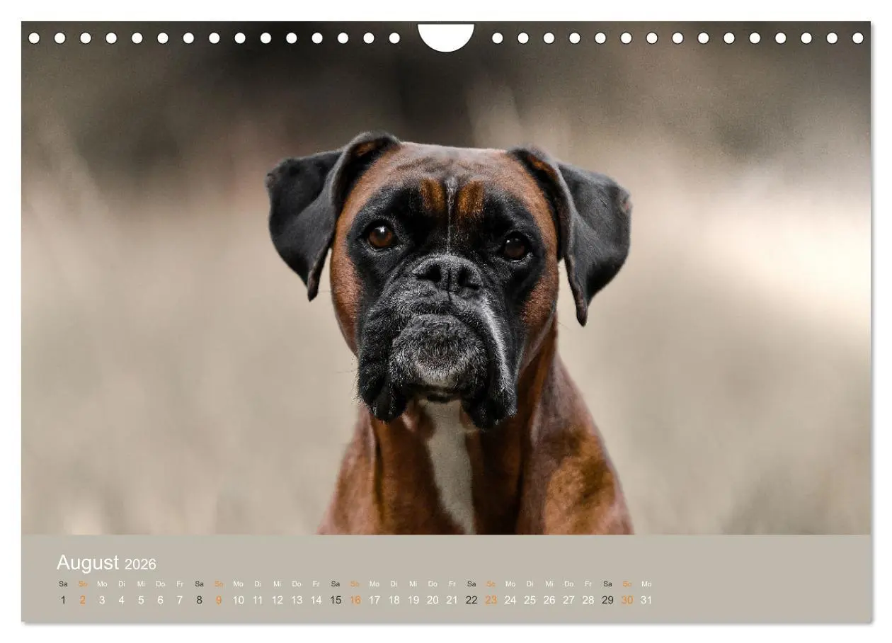 Bild: 9783457550915 | Der Boxer, der beste Hund der Welt (Wandkalender 2026 DIN A4 quer),...
