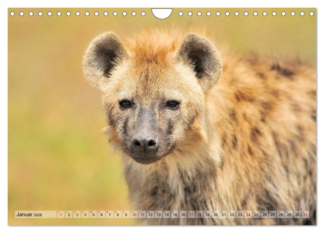 Bild: 9783457790915 | Faszination Afrika: Tüpfel-Hyänen (Wandkalender 2026 DIN A4 quer),...