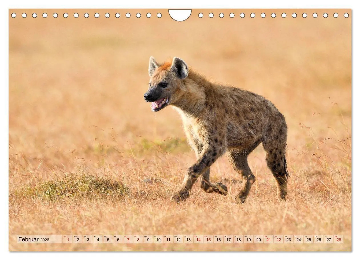 Bild: 9783457790915 | Faszination Afrika: Tüpfel-Hyänen (Wandkalender 2026 DIN A4 quer),...