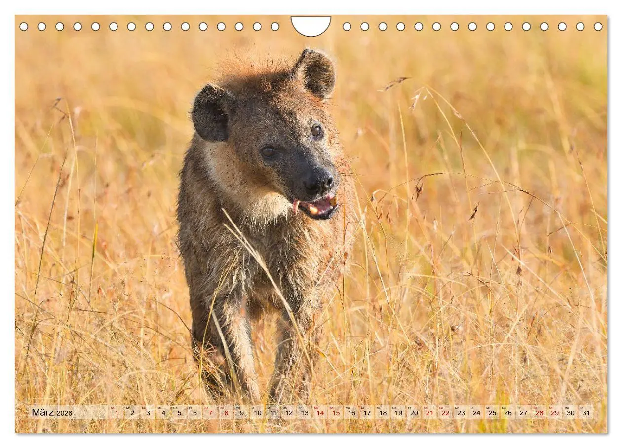 Bild: 9783457790915 | Faszination Afrika: Tüpfel-Hyänen (Wandkalender 2026 DIN A4 quer),...