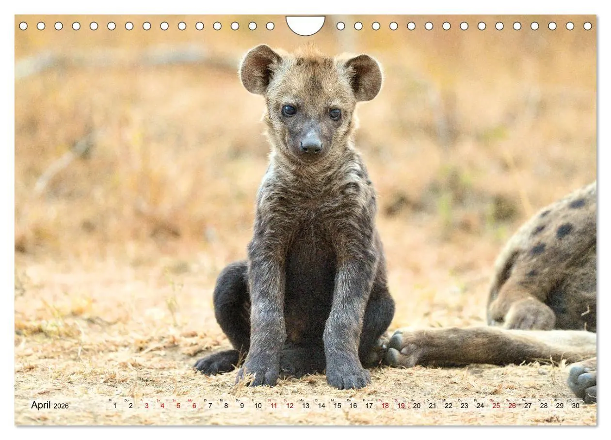 Bild: 9783457790915 | Faszination Afrika: Tüpfel-Hyänen (Wandkalender 2026 DIN A4 quer),...