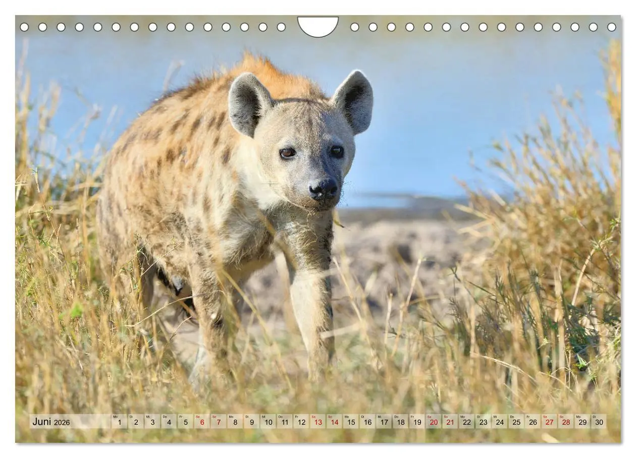 Bild: 9783457790915 | Faszination Afrika: Tüpfel-Hyänen (Wandkalender 2026 DIN A4 quer),...