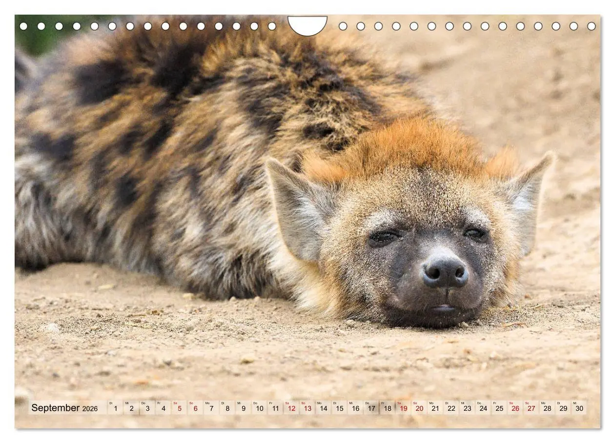 Bild: 9783457790915 | Faszination Afrika: Tüpfel-Hyänen (Wandkalender 2026 DIN A4 quer),...