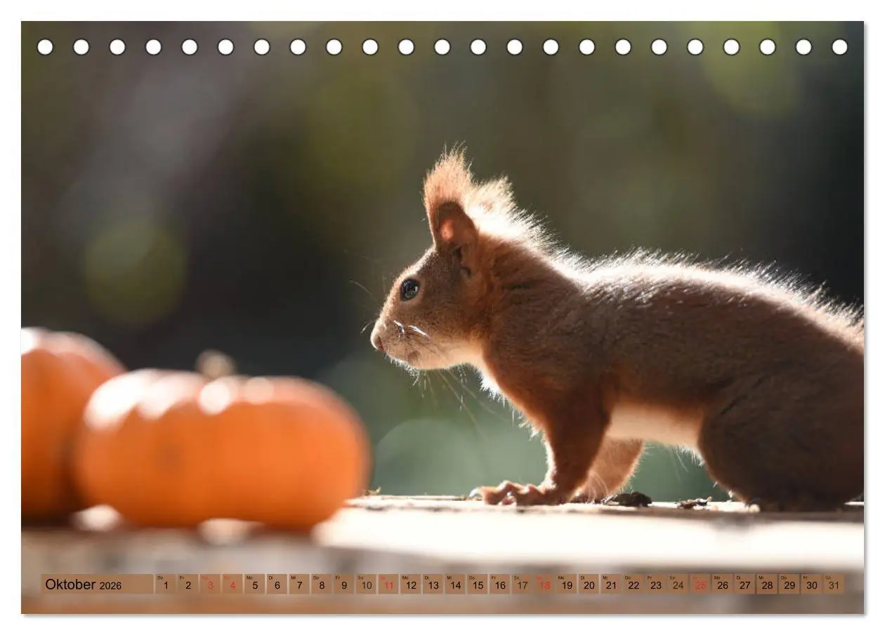 Bild: 9783516020915 | Neuer Spaß mit Eichhörnchen-Kindern (Tischkalender 2026 DIN A5...