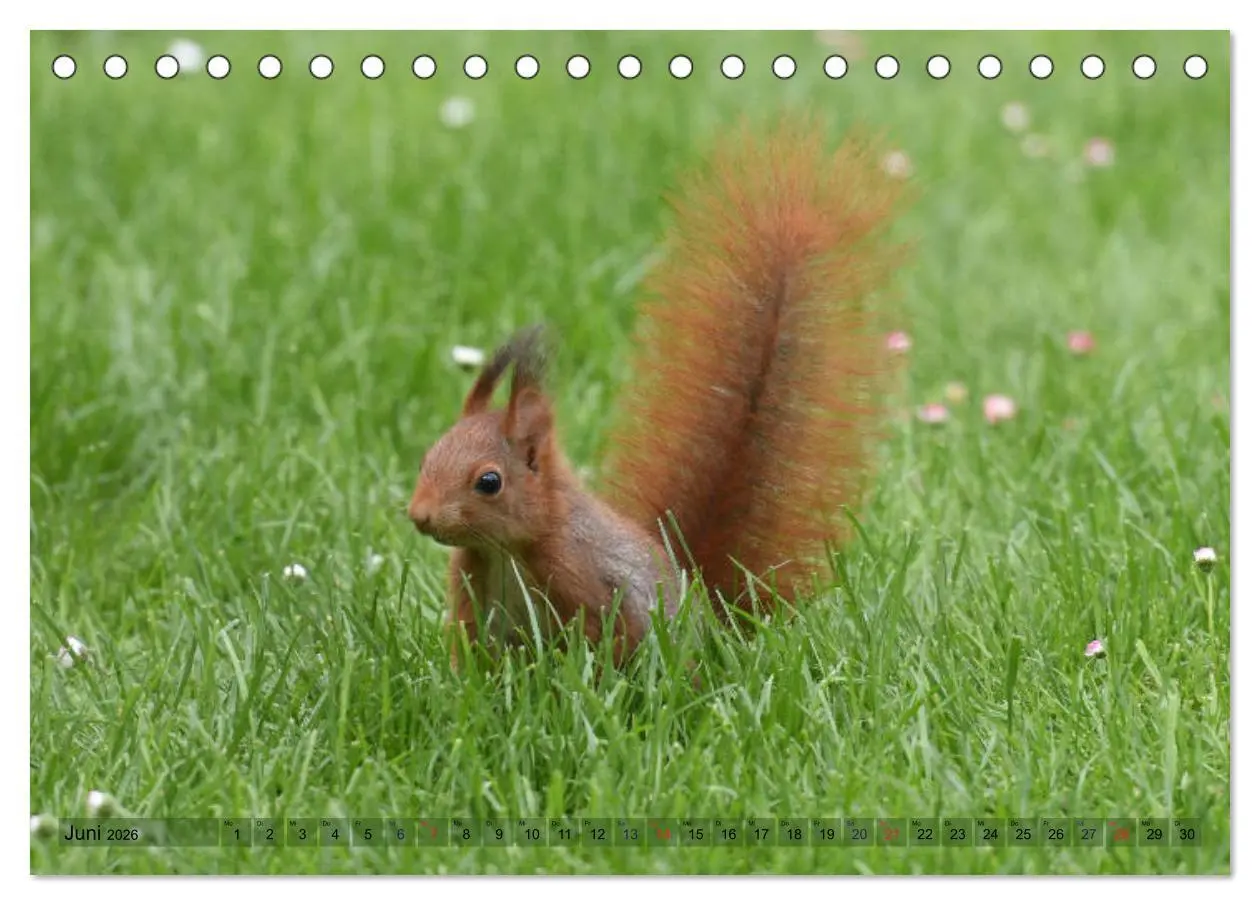 Bild: 9783516020915 | Neuer Spaß mit Eichhörnchen-Kindern (Tischkalender 2026 DIN A5...