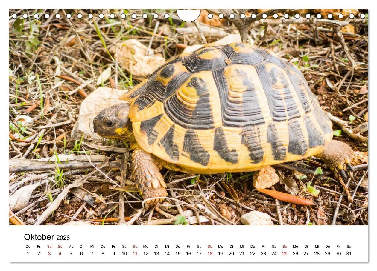 Bild: 9783457751015 | Wandern auf Menorca (Wandkalender 2026 DIN A4 quer), CALVENDO...