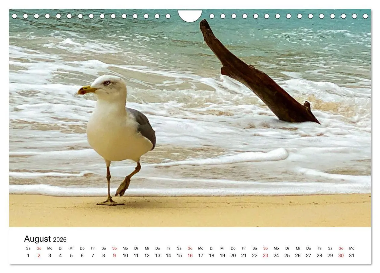Bild: 9783457751015 | Wandern auf Menorca (Wandkalender 2026 DIN A4 quer), CALVENDO...