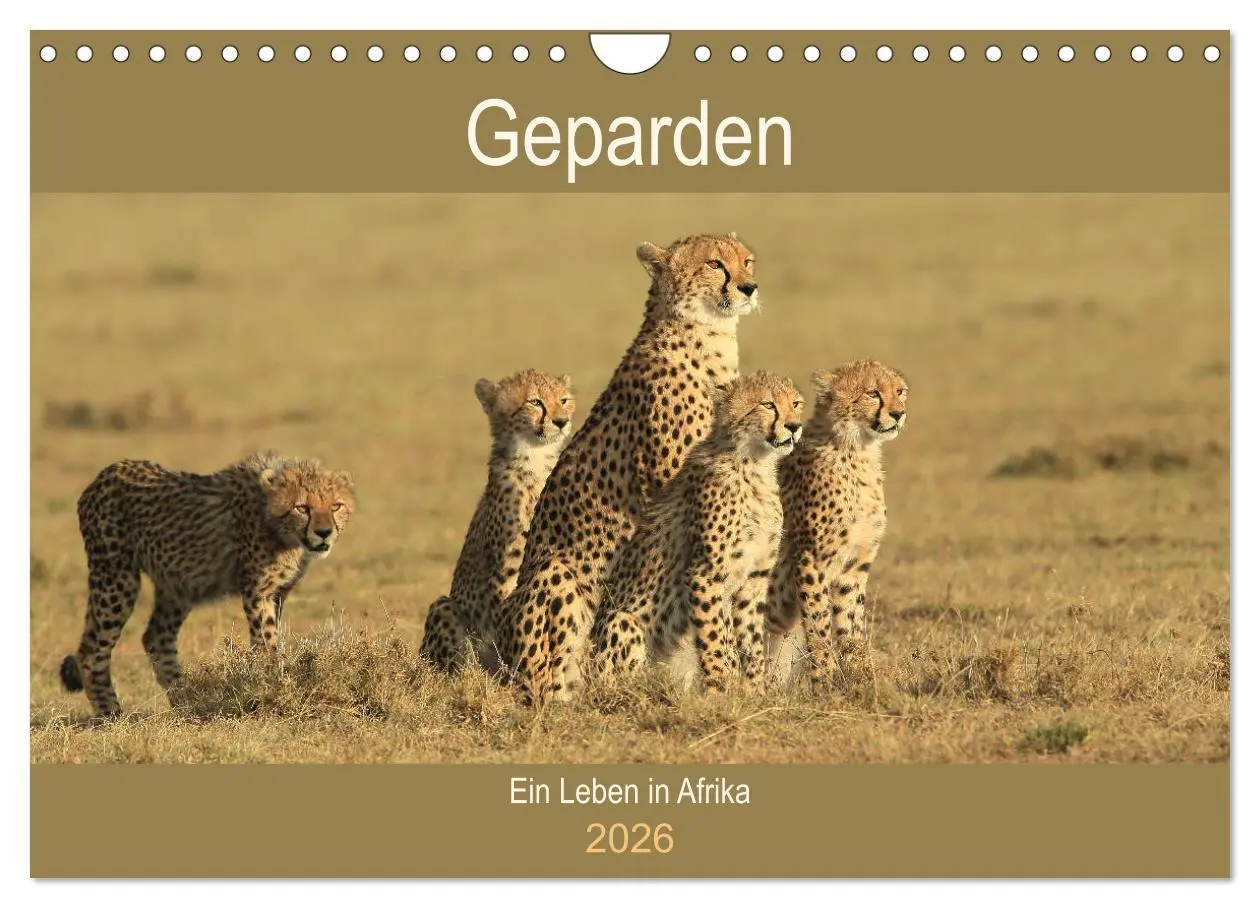 Cover: 9783457991015 | Geparden - Ein Leben in Afrika (Wandkalender 2026 DIN A4 quer),...