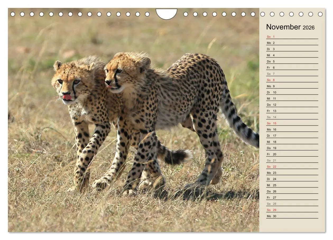 Bild: 9783457991015 | Geparden - Ein Leben in Afrika (Wandkalender 2026 DIN A4 quer),...
