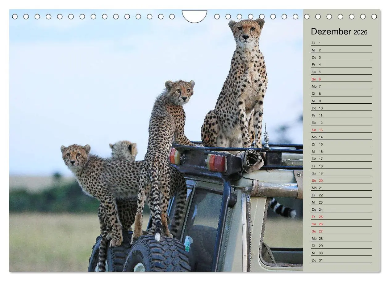Bild: 9783457991015 | Geparden - Ein Leben in Afrika (Wandkalender 2026 DIN A4 quer),...