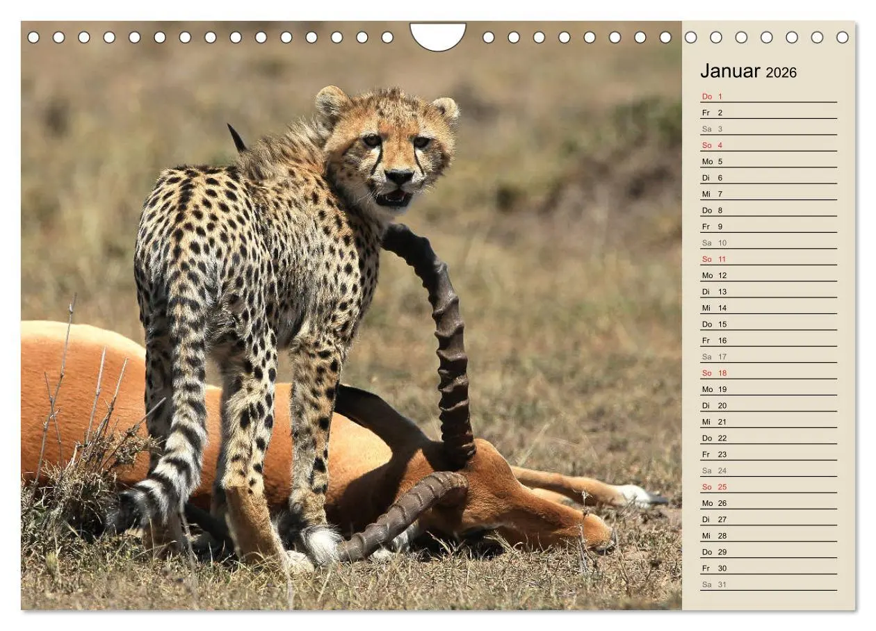 Bild: 9783457991015 | Geparden - Ein Leben in Afrika (Wandkalender 2026 DIN A4 quer),...
