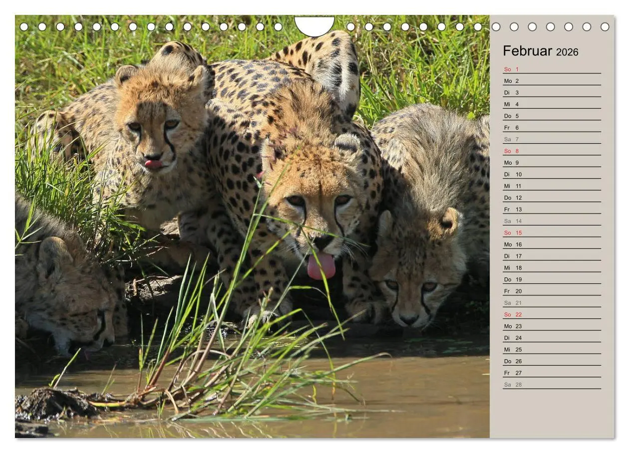 Bild: 9783457991015 | Geparden - Ein Leben in Afrika (Wandkalender 2026 DIN A4 quer),...