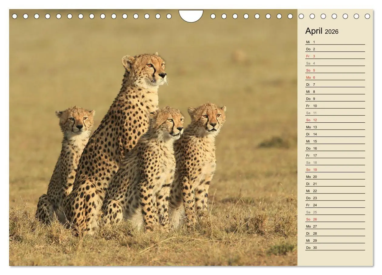 Bild: 9783457991015 | Geparden - Ein Leben in Afrika (Wandkalender 2026 DIN A4 quer),...