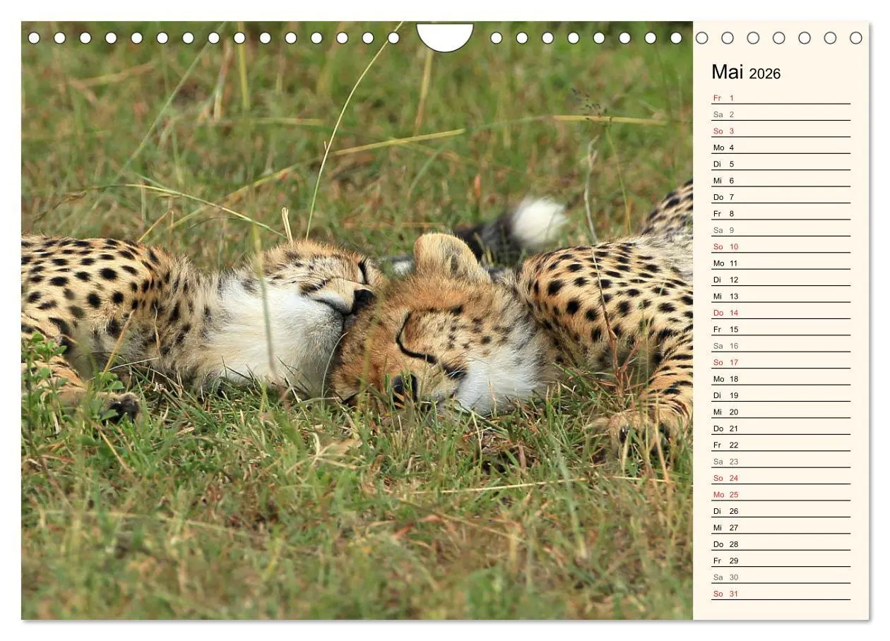 Bild: 9783457991015 | Geparden - Ein Leben in Afrika (Wandkalender 2026 DIN A4 quer),...