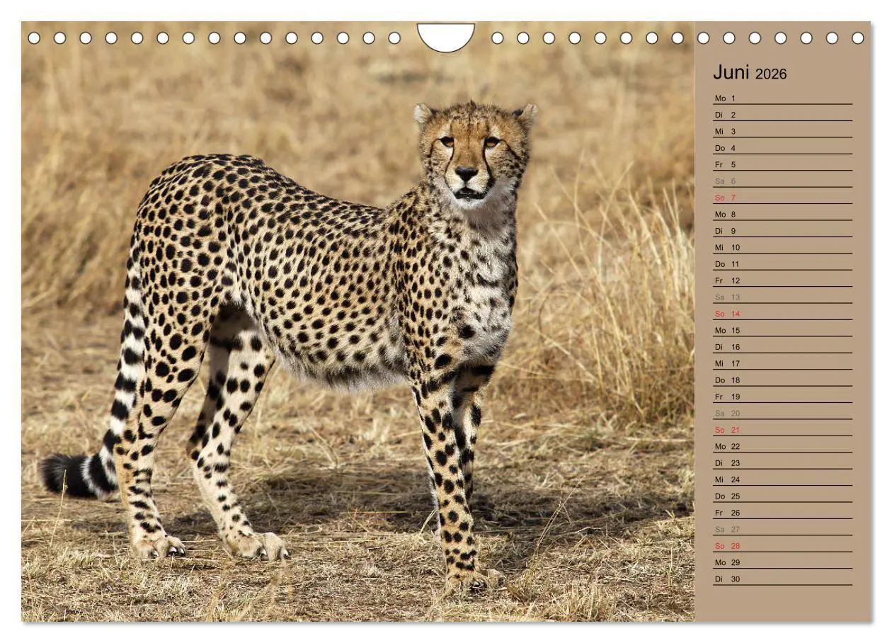 Bild: 9783457991015 | Geparden - Ein Leben in Afrika (Wandkalender 2026 DIN A4 quer),...