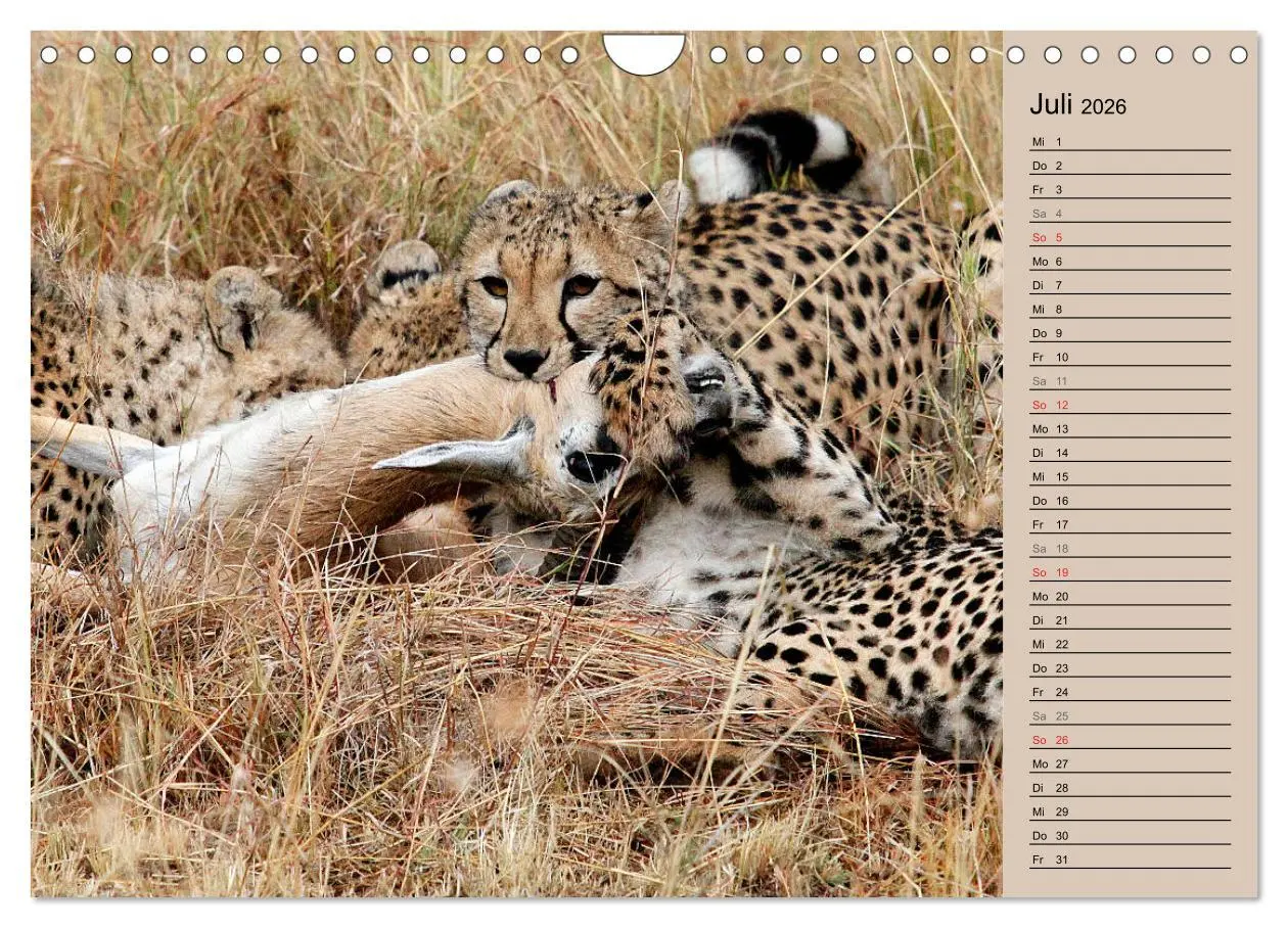Bild: 9783457991015 | Geparden - Ein Leben in Afrika (Wandkalender 2026 DIN A4 quer),...