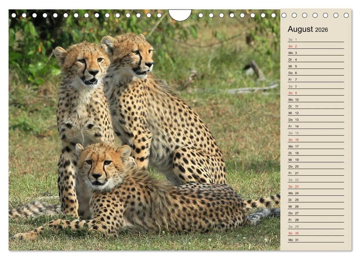 Bild: 9783457991015 | Geparden - Ein Leben in Afrika (Wandkalender 2026 DIN A4 quer),...