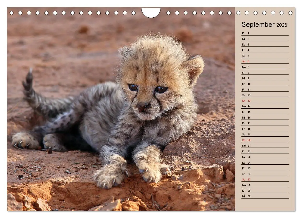 Bild: 9783457991015 | Geparden - Ein Leben in Afrika (Wandkalender 2026 DIN A4 quer),...