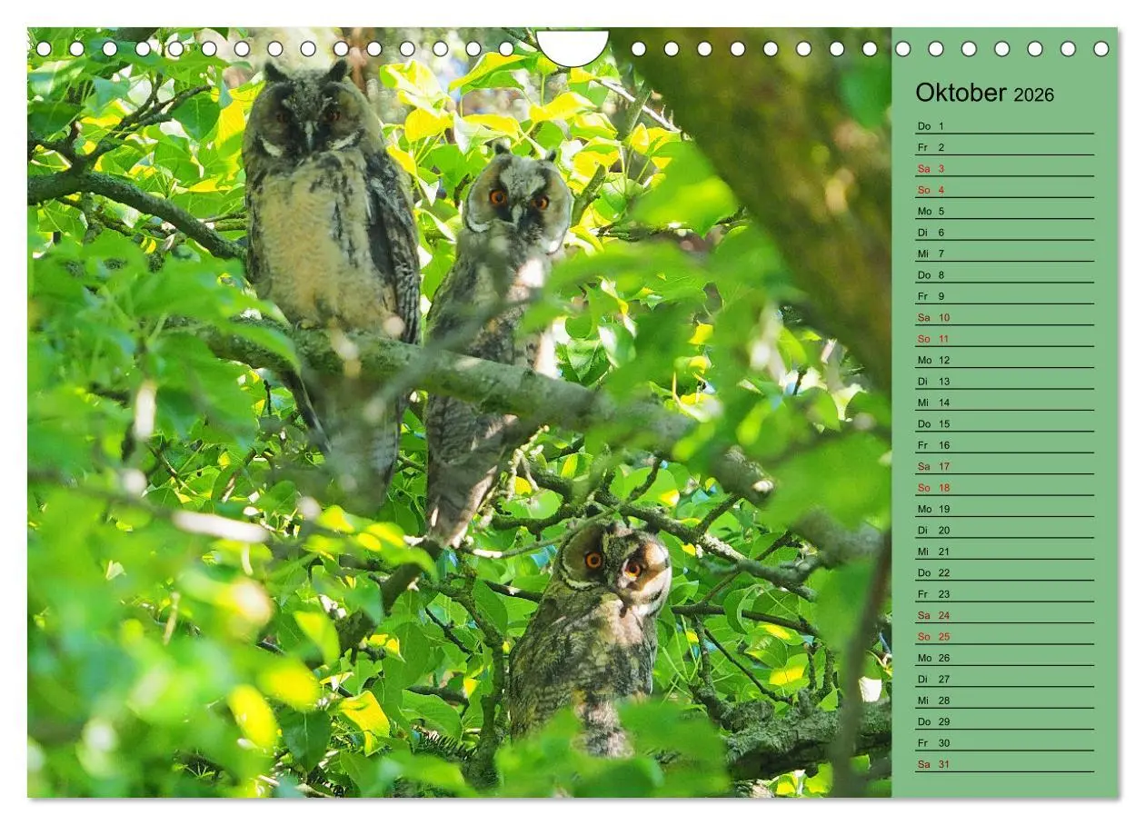 Bild: 9783457591215 | Heimische Vögel und Insekten in Wald und Flur (Wandkalender 2026...