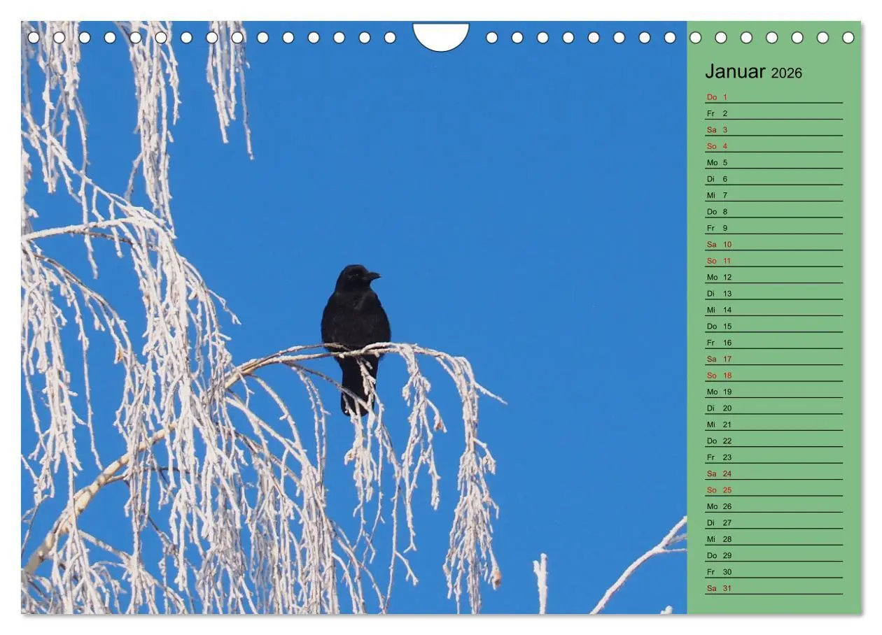 Bild: 9783457591215 | Heimische Vögel und Insekten in Wald und Flur (Wandkalender 2026...