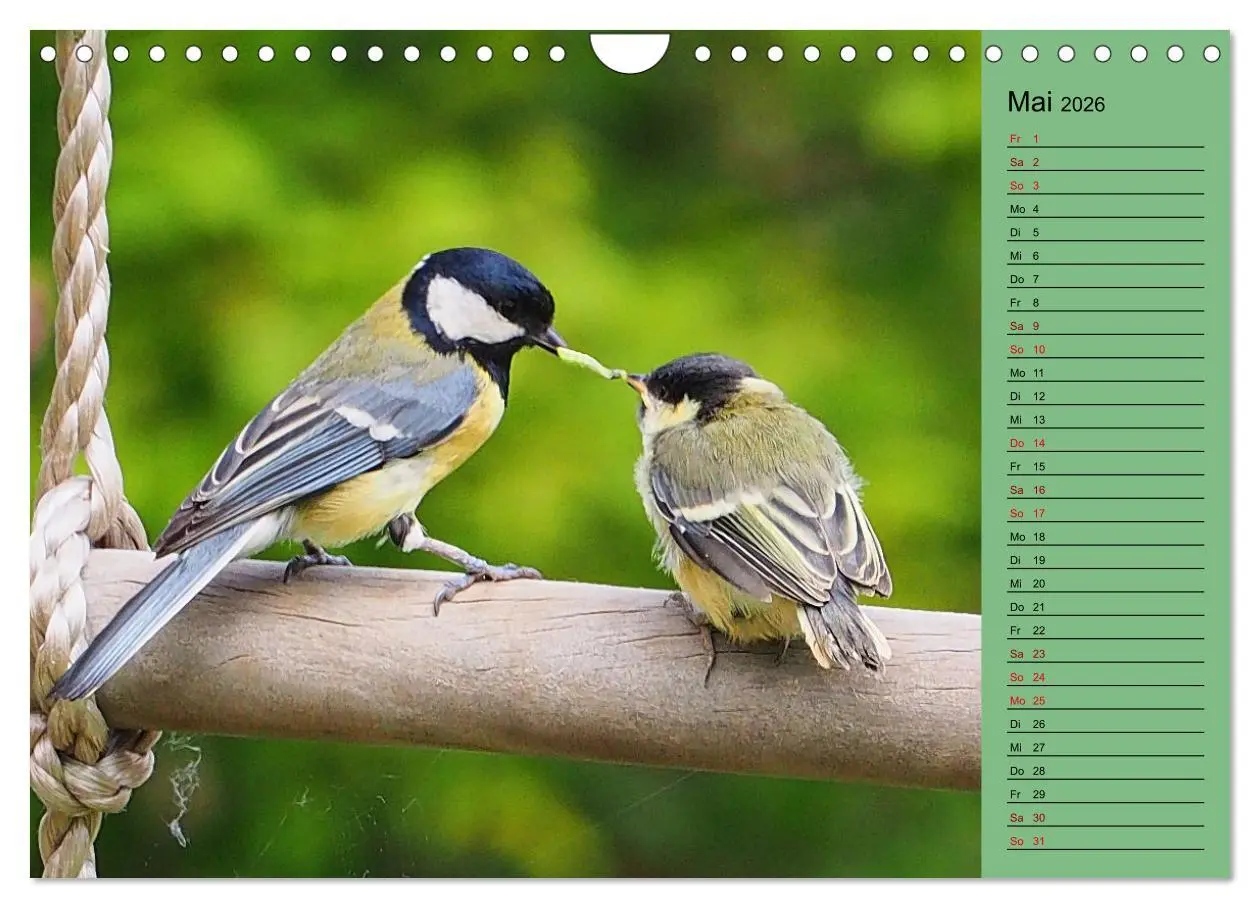 Bild: 9783457591215 | Heimische Vögel und Insekten in Wald und Flur (Wandkalender 2026...