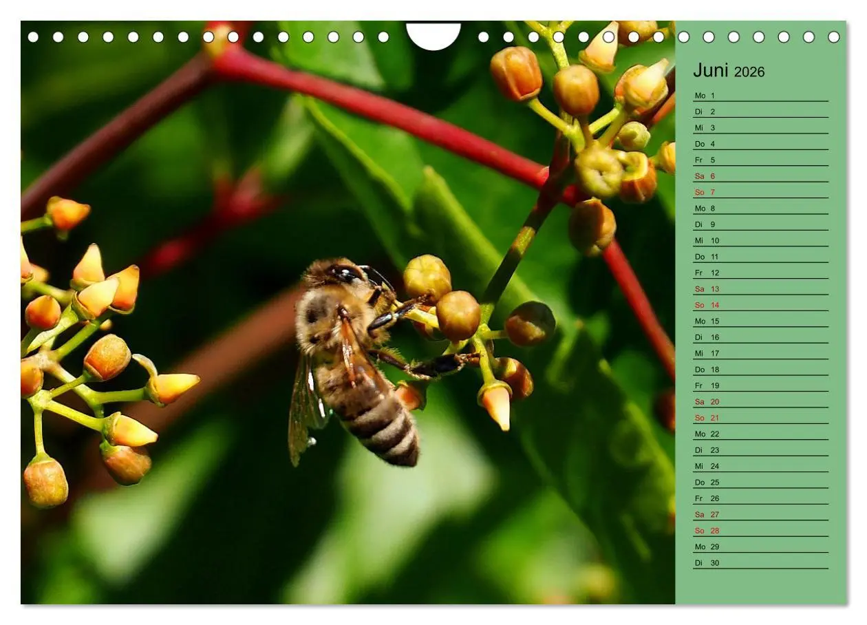 Bild: 9783457591215 | Heimische Vögel und Insekten in Wald und Flur (Wandkalender 2026...
