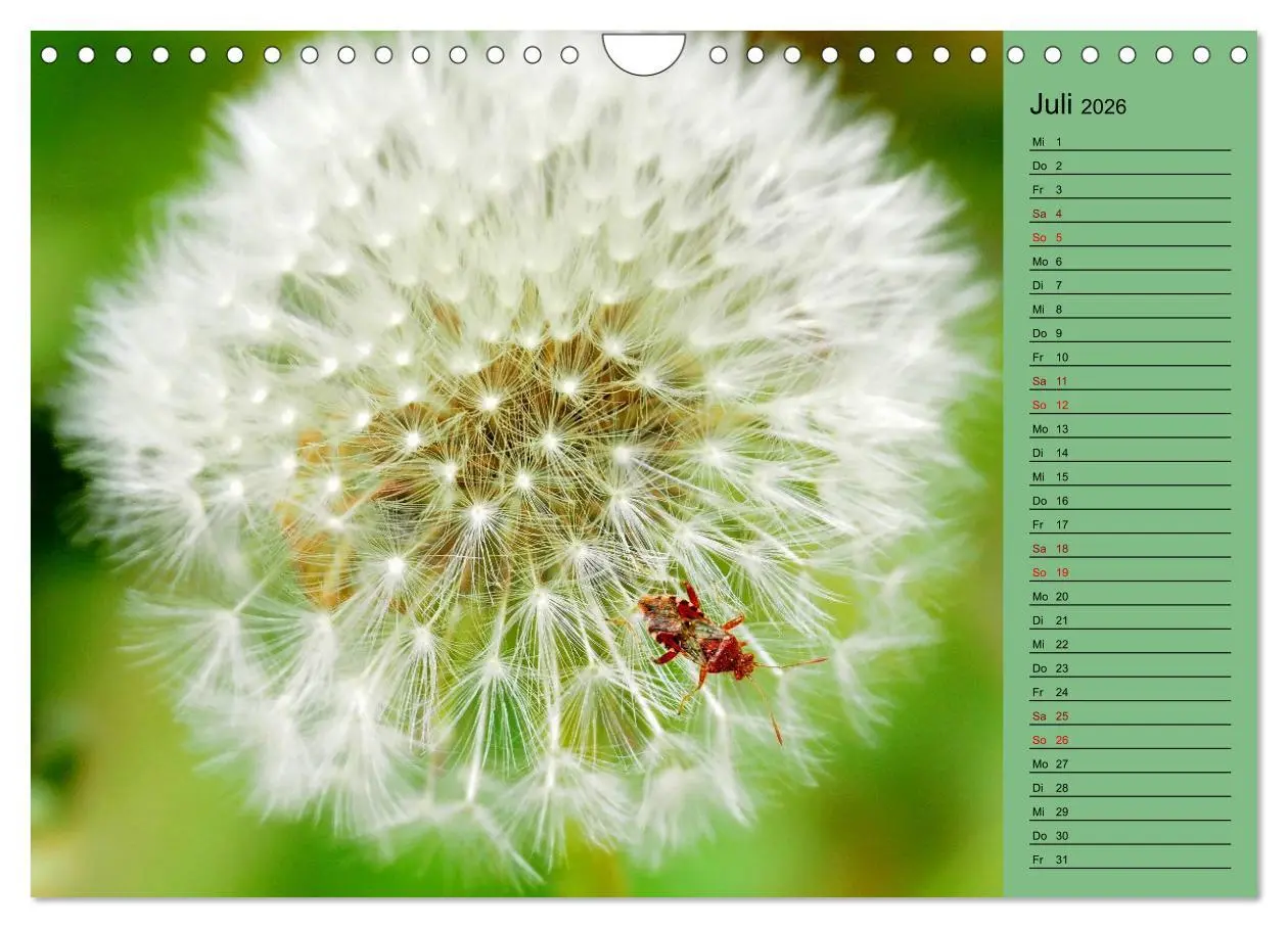 Bild: 9783457591215 | Heimische Vögel und Insekten in Wald und Flur (Wandkalender 2026...