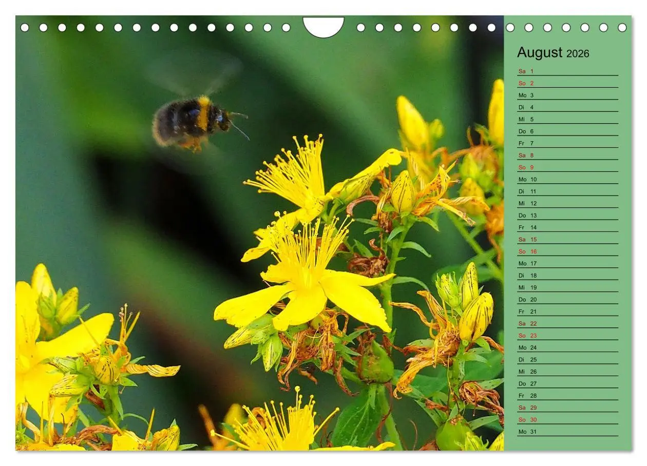 Bild: 9783457591215 | Heimische Vögel und Insekten in Wald und Flur (Wandkalender 2026...